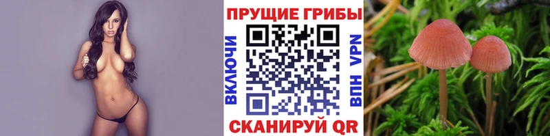 где купить наркотик  Смоленск  Галлюциногенные грибы Psilocybe 